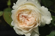 Moderne Kletterrosen - Sebastian Kneipp