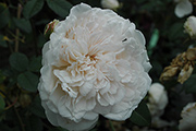 Kletterrosen und Rambler - Sombreuil