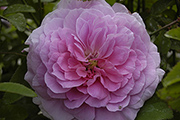Englische Rosen - The Mayflower