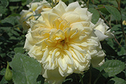 Englische Rosen - St. Alban