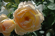 Englische Rosen - Coniston (Comtes de Champagne)