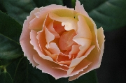 Englische Rosen - Coniston (Comtes de Champagne)