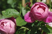Englische Rosen - Corvedale