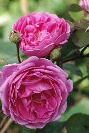 Englische Rosen - John Clare