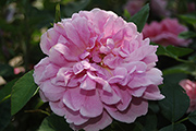 Englische Rosen - The Countryman
