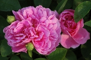 Englische Rosen - The Countryman
