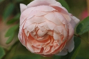 Englische Rosen - St. Cecilia