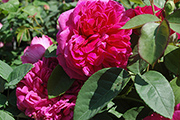 Englische Rosen - The Dark Lady