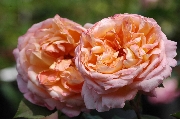 Englische Rosen - Lady Emma Hamilton