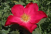 Englische Rosen - Rose of Picardy