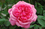 Rosen von Weihrauch - Sch�ne Elise