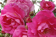 Rosen von Weihrauch - Therese