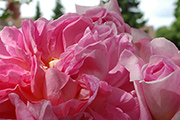 Rosen von Weihrauch - Sophie Charlotte