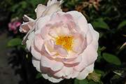Rosen von Weihrauch - Eva-Marie