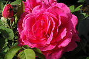 Rosen von Weihrauch - Roderich