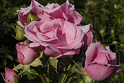 Rosen von Weihrauch - Alt-Marburg