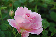 Rosen von Weihrauch - Walburga