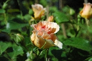 Rosen von Weihrauch - Tante Mitzi