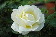 Rosen von Weihrauch - Wetterauer Sommer
