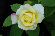 Rosen von Weihrauch - Wetterauer Sommer
