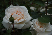 Rosen von Weihrauch - Miss Leda