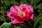 Rosen von Weihrauch - Pink Dream
