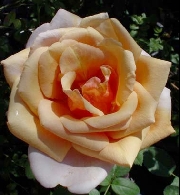 Rosen von Weihrauch - Alt Weinheim