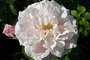 Rosen von Weihrauch - Gruss an Labenz