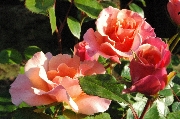 Rosen von Weihrauch - Sommerpoesie