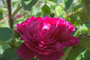 Rosa Centifolia Muscosa - Eugenie Guinoisseau