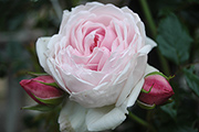 Rosen von Weihrauch - Marie Helene