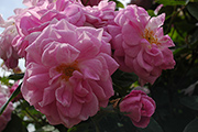 Kletterrosen und Rambler - Geschwinds Nordlandrose