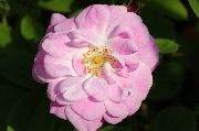 Kletterrosen und Rambler - Geschwinds Nordlandrose