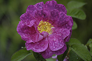 Rosa Gallica - Alain Blanchard