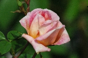 Kletterrosen und Rambler - Ren� Andr�