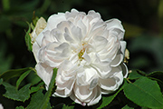 Rosa Damascena - Jacques Cartier (wei�)