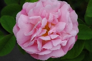 Rosa Borbonica - Coupe d�H�b�