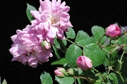 Kletterrosen und Rambler - Debutante