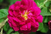 Rosa Centifolia Muscosa - Henri Martin