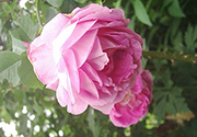 Rosa Borbonica - Bourbon Queen