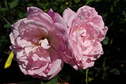 Rosa Borbonica - Pierre de St. Cyr