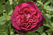 Remontant Rosen - Duke of Edinburgh