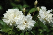 Kletterrosen und Rambler - Alister Stella Gray