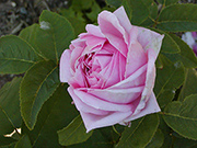 Remontant Rosen - Berthe Dumesnil de Montchauveau