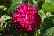 Rosa Gallica - Hippolyte