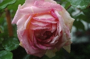Rosa Centifolia Muscosa - Robert L�opold