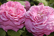 Remontant Rosen - Leonie Lambert