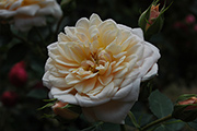 Rosen von Weihrauch - Henryke