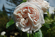 Rosen von Weihrauch - Haldensleben