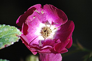 Kletterrosen und Rambler - Violette